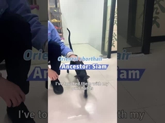 Bernafaslah dengan Berk: Solusi Udara Ramah Hewan Peliharaan!
