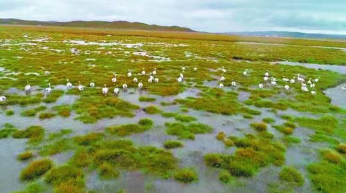 中国最新ニュース 湿地からのメタン排出量:空気の質への影響と空気浄化器の利点を理解する