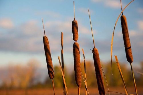 china latest news about Methane from Decaying Plants: Its Impact on Air Quality and the Importance of Air Purifiers